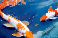 Koi Fish in Cloudy Realm