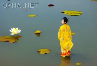 Charming Beauty by the Lotus Lake