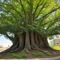 Yaşamın Simgesi: Bol Yapraklı Büyük Ağaç