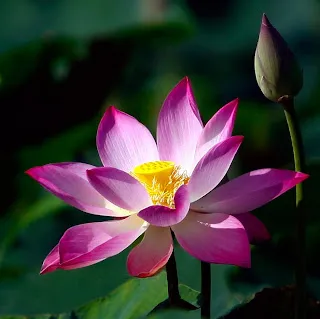 Trần Hồng Dương