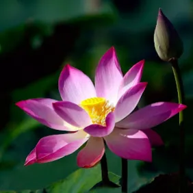 Trần Hồng Dương